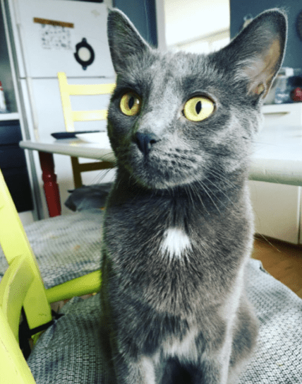 Screen Shot 2017-03-08 at 10.25.44 AM