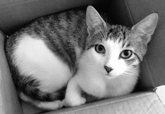 Screen Shot 2017-03-08 at 10.26.08 AM